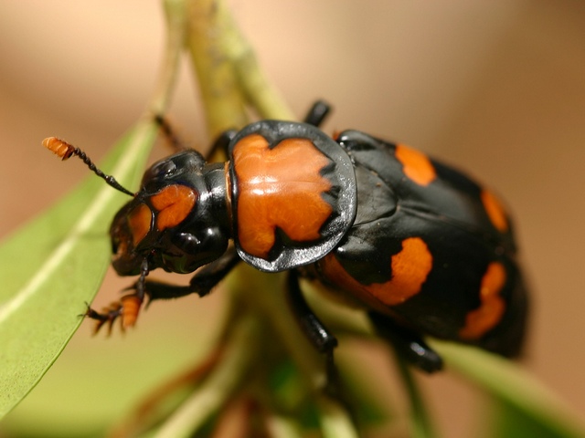 Все о жуках в Топках | ЗооТом портал о животных