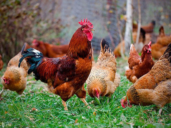 Породы куриц | ЗооТом - продажа, вязка и услуги для животных в Топках