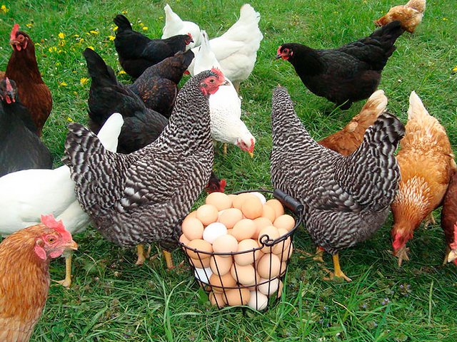 Содержание кур и уход за ними | ЗооТом - продажа, вязка и услуги для животных в Топках