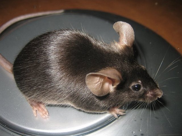 Все о мышах в Топках | ЗооТом - продажа, вязка и услуги для животных в Топках