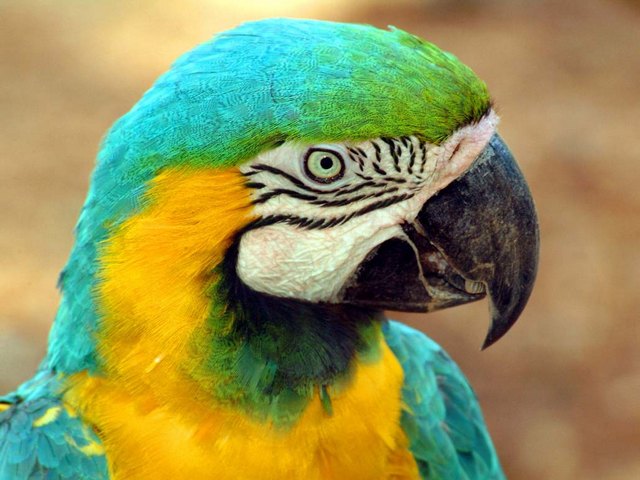 Все о попугаях в Топках | ЗооТом портал о животных