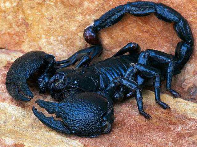 Все о скорпионах в Топках | ЗооТом портал о животных