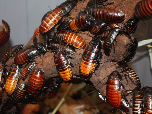 Содержание тараканов и уход за ними в Топках | ЗооТом портал о животных