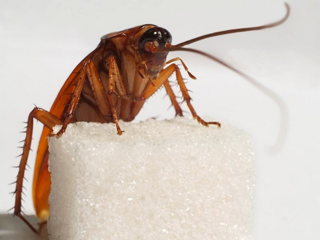 Все о тараканах в Топках | ЗооТом портал о животных