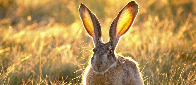 Все о зайцах | ЗооТом - продажа, вязка и услуги для животных в Топках