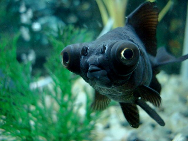 Породы аквариумных рыбок в Топках | ЗооТом портал о животных