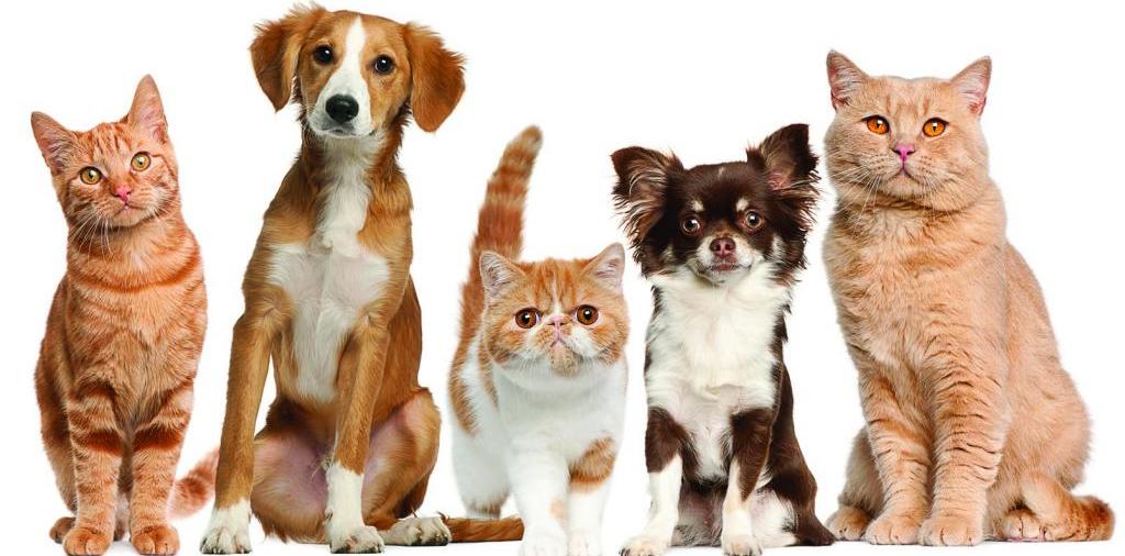 Доска объявлений о животных | ЗооТом - продажа, вязка и услуги для животных в Топках