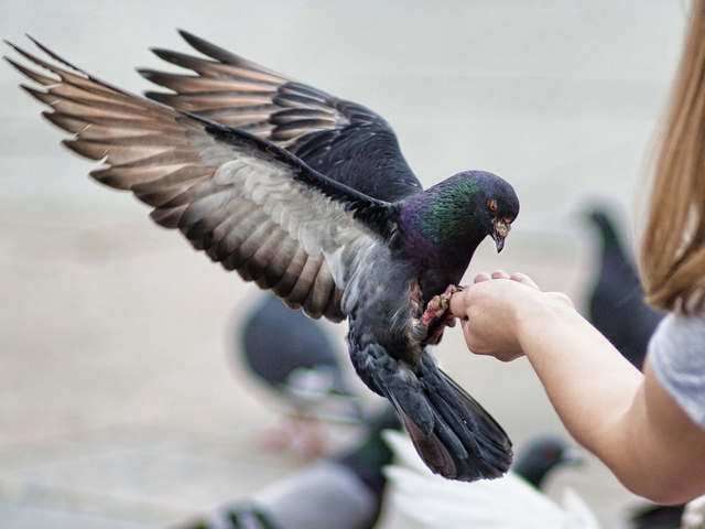 Все о голубях | ЗооТом - продажа, вязка и услуги для животных в Топках