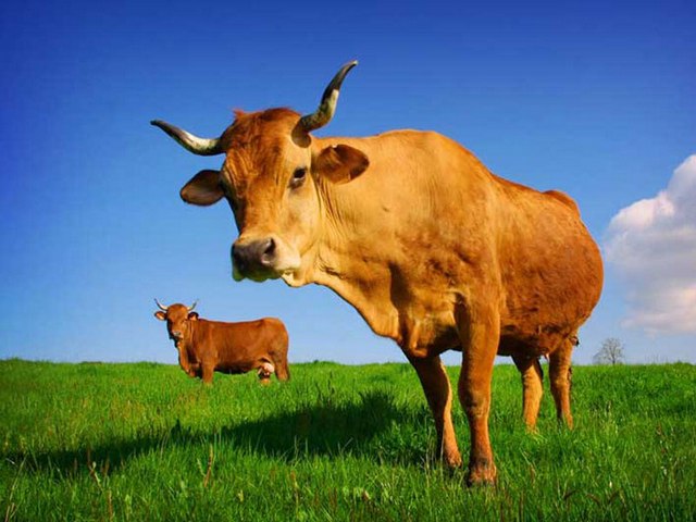 Все о коровах в Топках | ЗооТом портал о животных