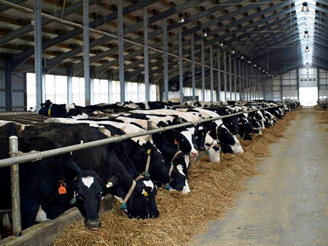 Содержание коров и уход за ними в Топках | ЗооТом портал о животных