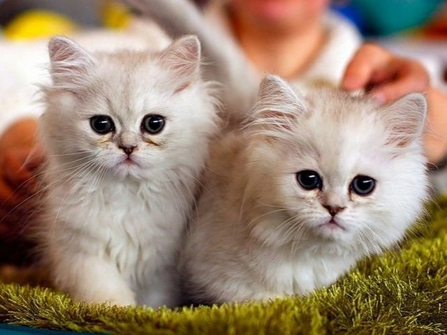 Породы кошек в Топках | ЗооТом портал о животных