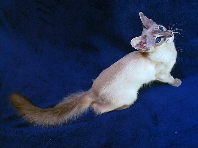 Выведенные породы кошек в Топках | ЗооТом портал о животных