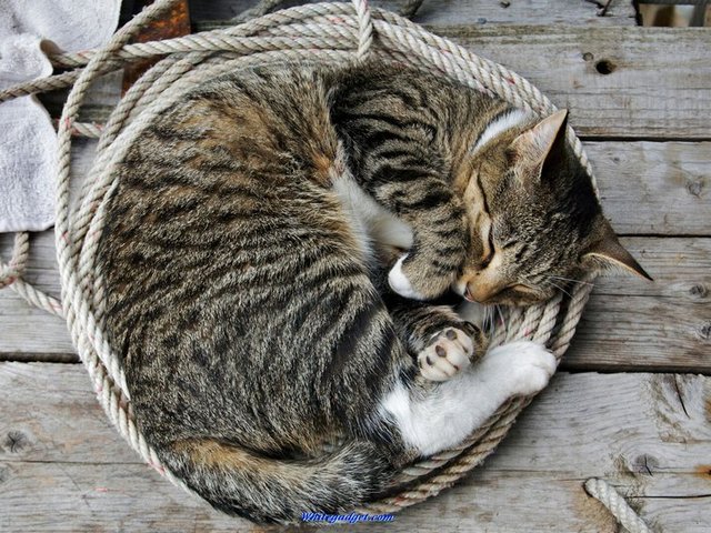 Все о кошках в Топках | ЗооТом портал о животных
