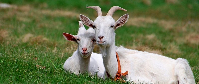 Все о козах в Топках | ЗооТом портал о животных