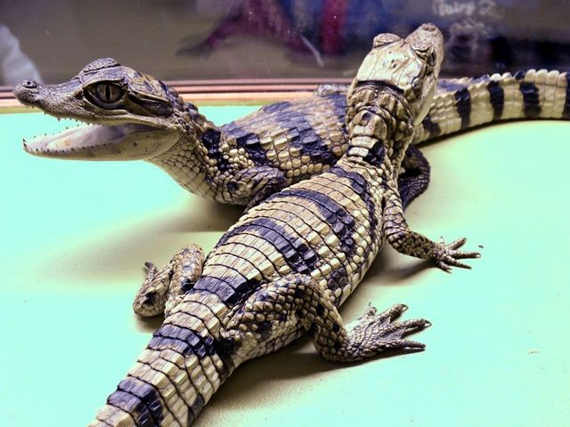 Все о крокодилах в Топках | ЗооТом портал о животных