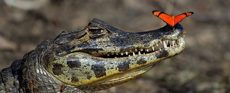Все о крокодилах в Топках | ЗооТом портал о животных