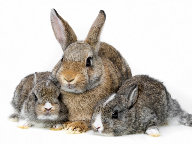 Все о кроликах в Топках | ЗооТом портал о животных