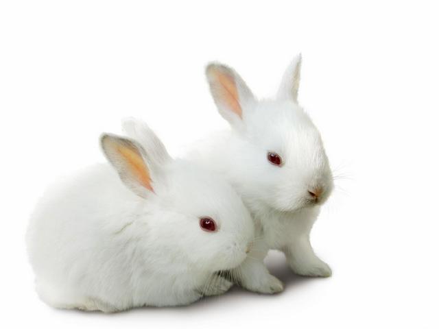 Все о кроликах в Топках | ЗооТом портал о животных
