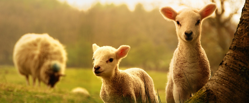 Объявления о сельскохозяйственных животных | ЗооТом - продажа, вязка и услуги для животных в Топках