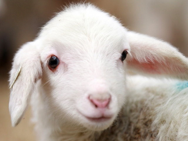Овцы и бараны в Топках | ЗооТом портал о животных