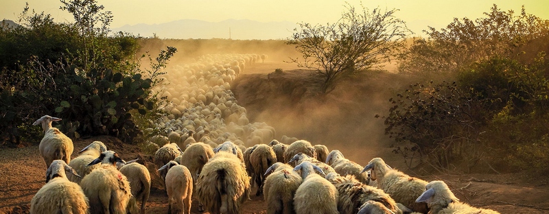 Все об овцах в Топках | ЗооТом портал о животных