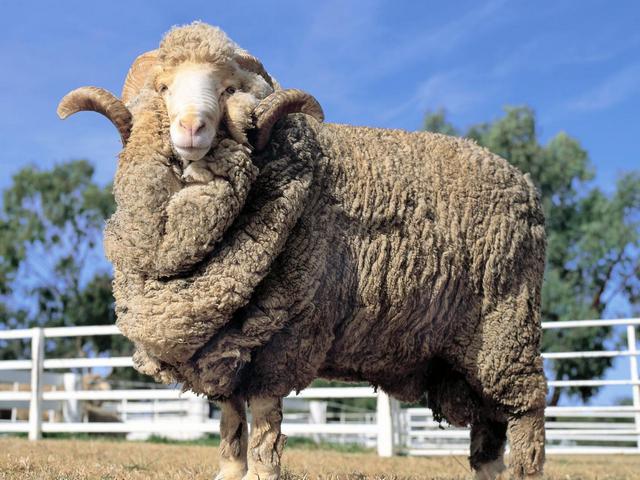Породы овец в Топках | ЗооТом портал о животных