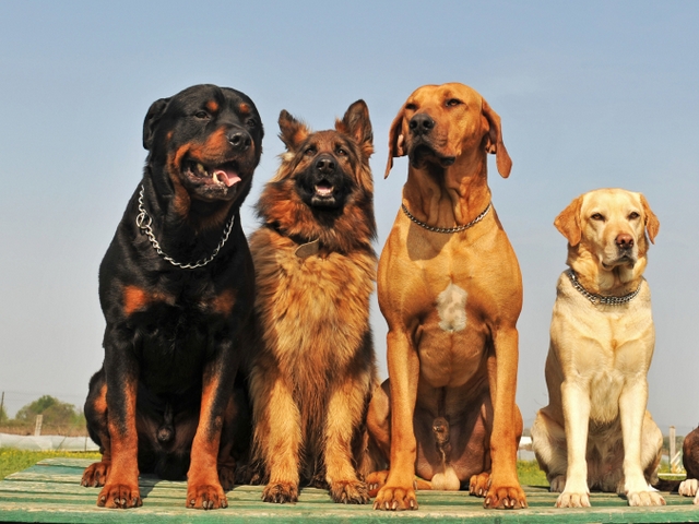 Крупные породы собак в Топках | ЗооТом портал о животных