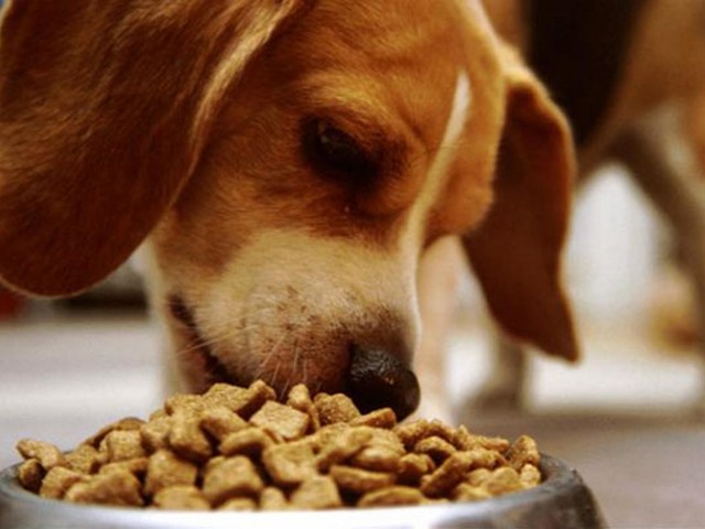 Содержание собаки в Топках | ЗооТом портал о животных