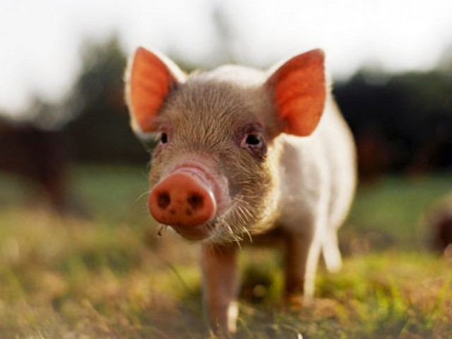 Все о свиньях в Топках | ЗооТом портал о животных