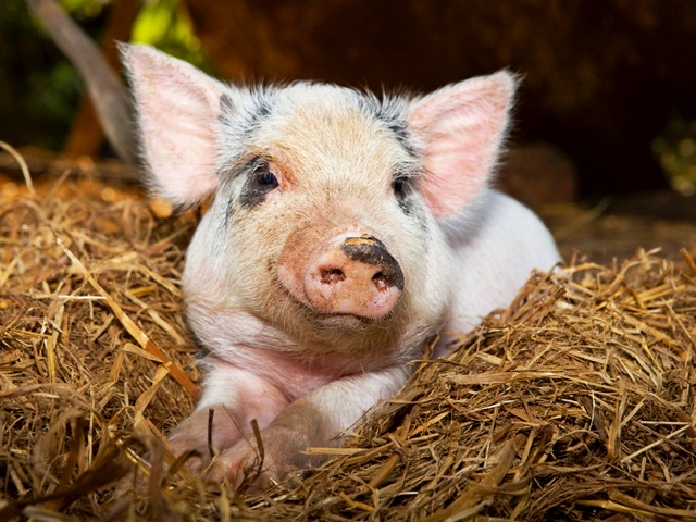 Все о свиньях в Топках | ЗооТом портал о животных