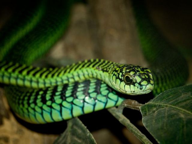 Породы змей в Топках | ЗооТом портал о животных