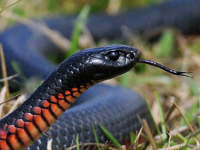 Все о змеях в Топках | ЗооТом портал о животных